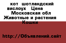  кот. шотландский вислоух › Цена ­ 100 - Московская обл. Животные и растения » Кошки   